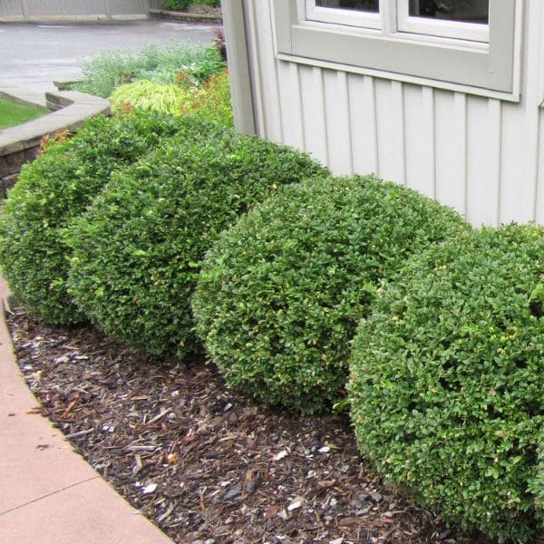 Boxwood