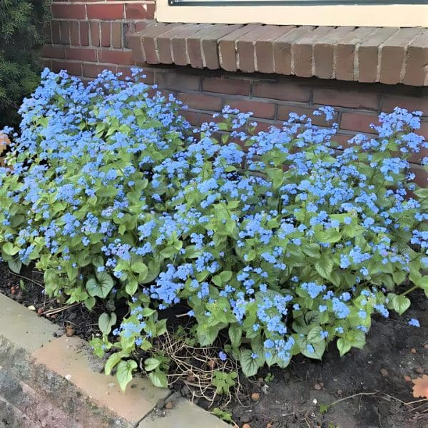 Brunnera