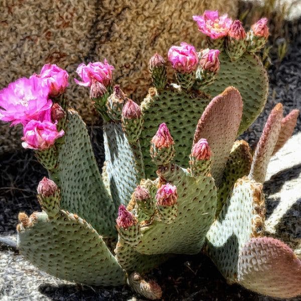 Cactus Flower