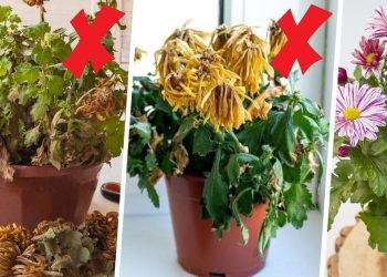 How To Survive Mums Overwintering In Pots? Can Mums Survive The Winter In Pots
