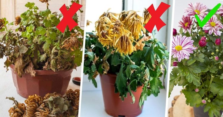 Can Mums Survive The Winter In Pots