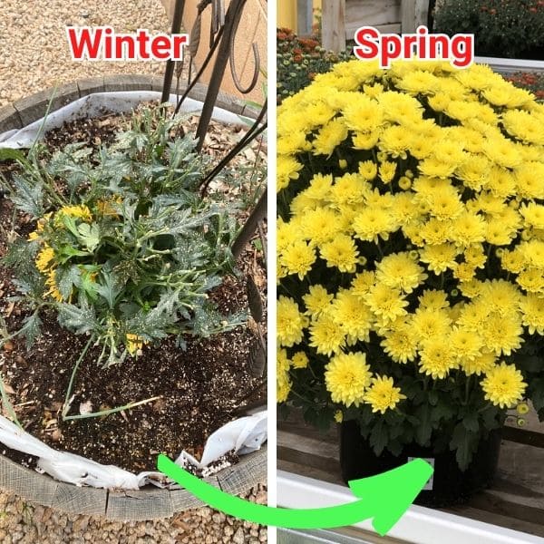 Can Mums Survive The Winter In Pots?