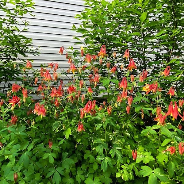 Canadian Columbine