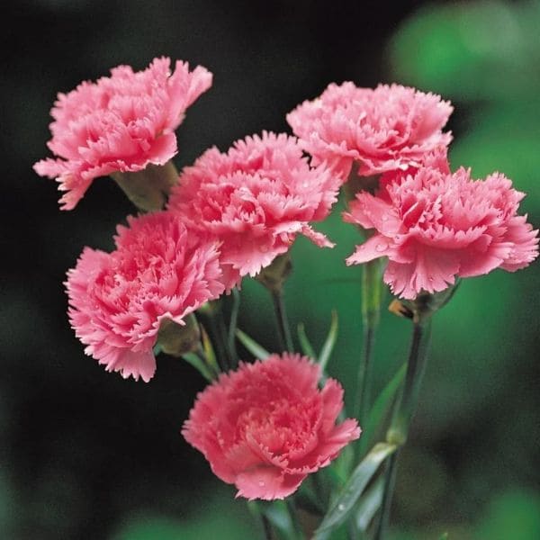 Carnation