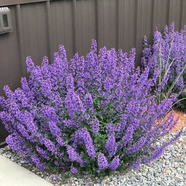 Catmint