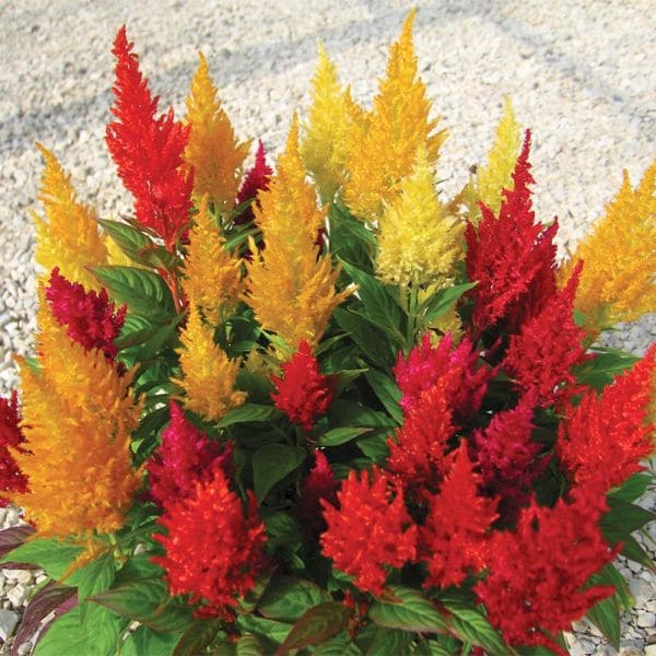 Celosia Dragon's Breath And Other Celosia Species