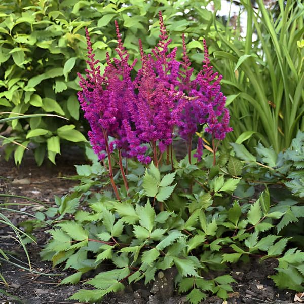 Chinese Astilbe