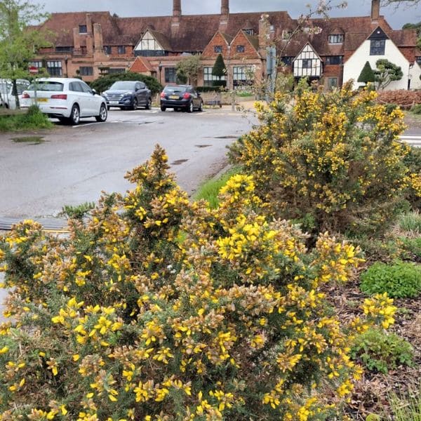 Common Gorse