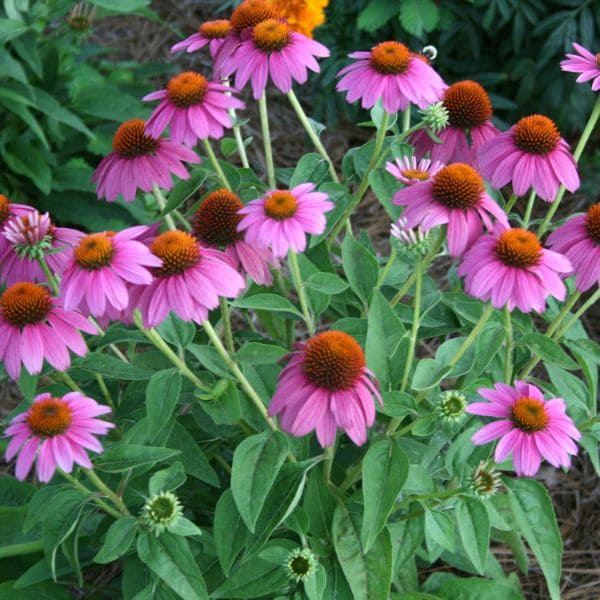 Coneflower