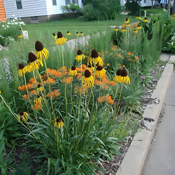 Coneflower