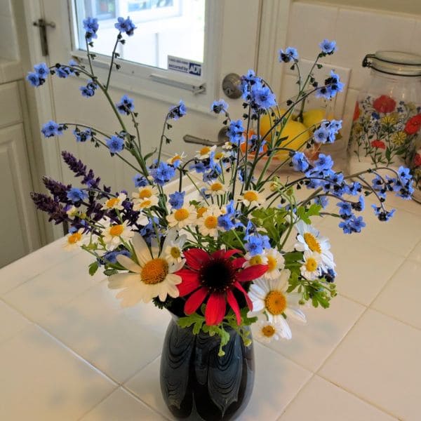 Coneflower in Vase