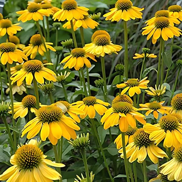 Coneflower