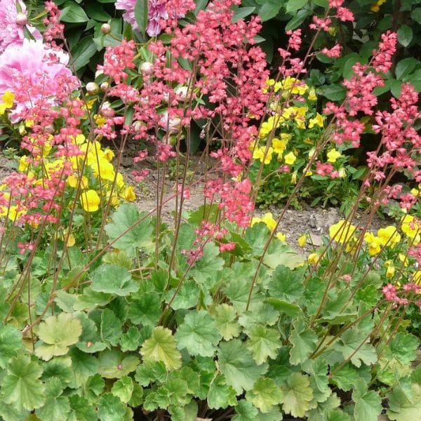 Coral Bells