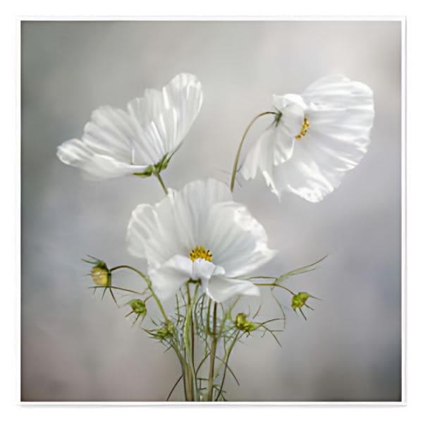 Cosmos Flowers In Art