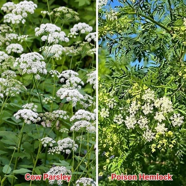 Cow Parsley