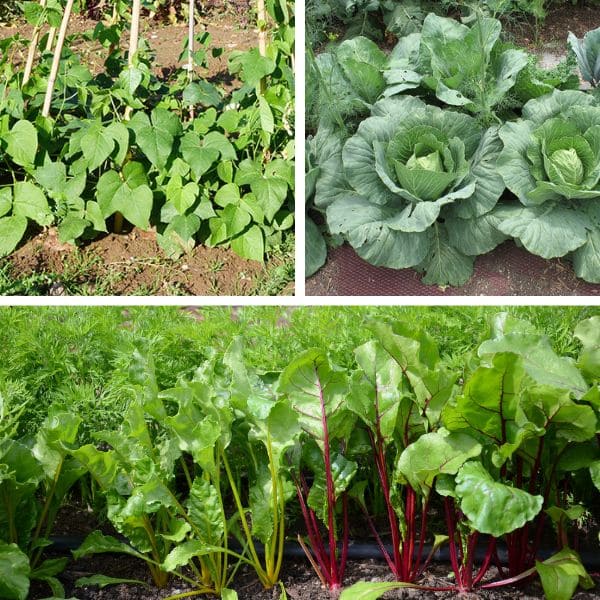 Crop Rotation