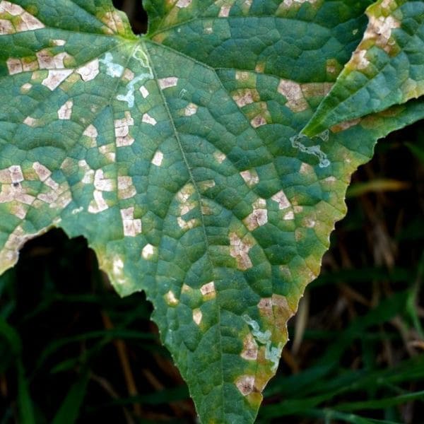 Cucumber Mosaic Virus