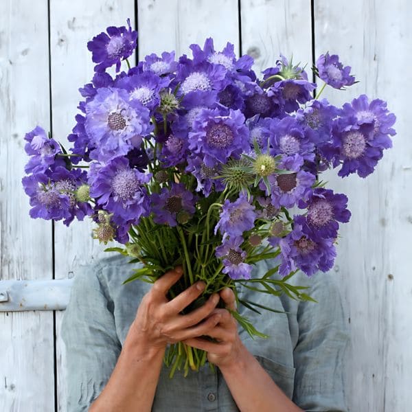 Cut Flowers and Floral Arrangements