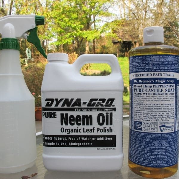 DIY Neem Oil Spray