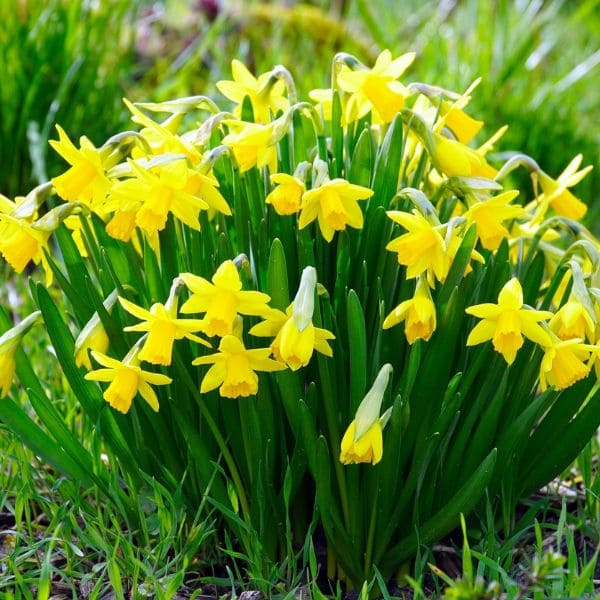 Daffodils