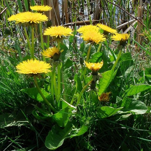 Dandelion