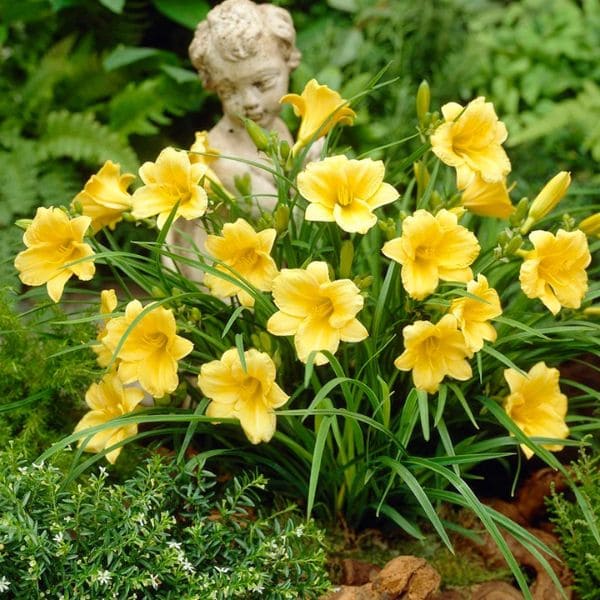 Daylily