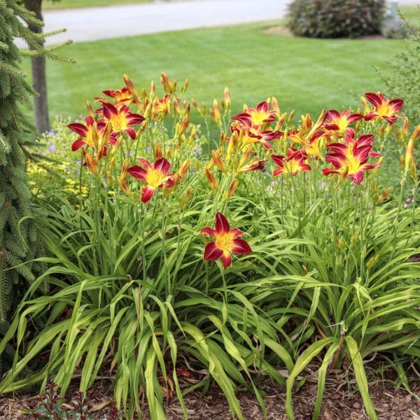 Daylily