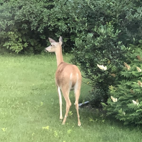 Deter Deer, Rabbit and Groundhog