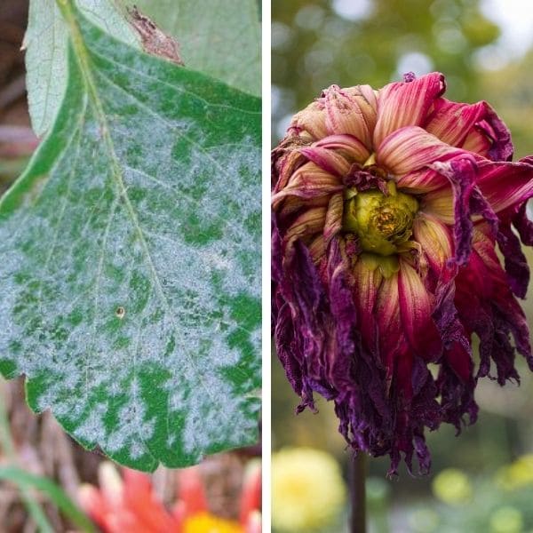 Diseases on Dahlias