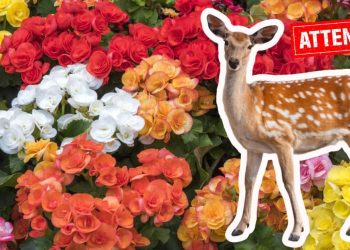 Do Deer Eat Begonias? Do Deer Eat Begonias?
