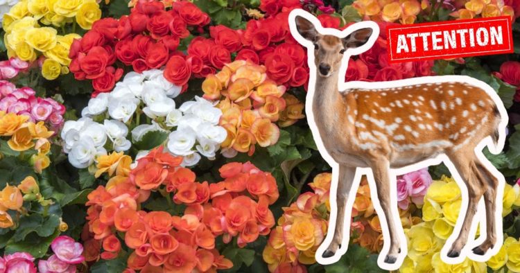 Do Deer Eat Begonias?