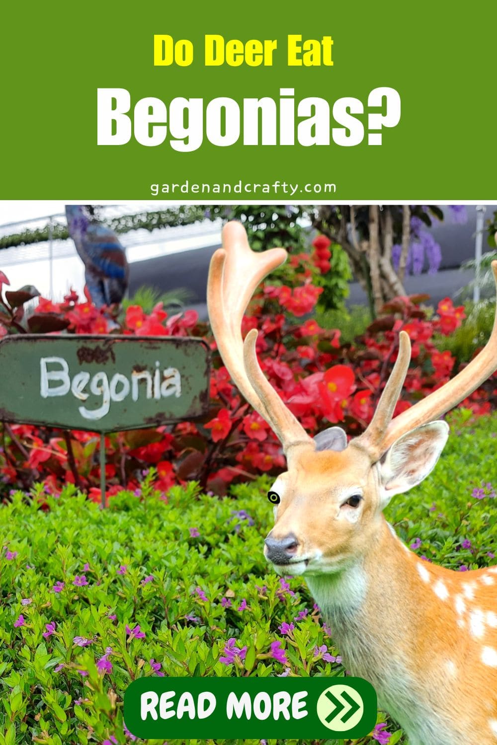 Do Deer Eat Begonias?