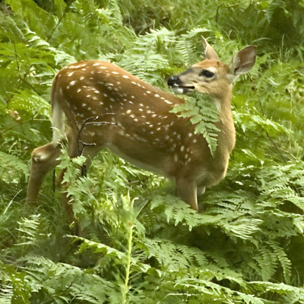 Do Deer Eat Ferns?