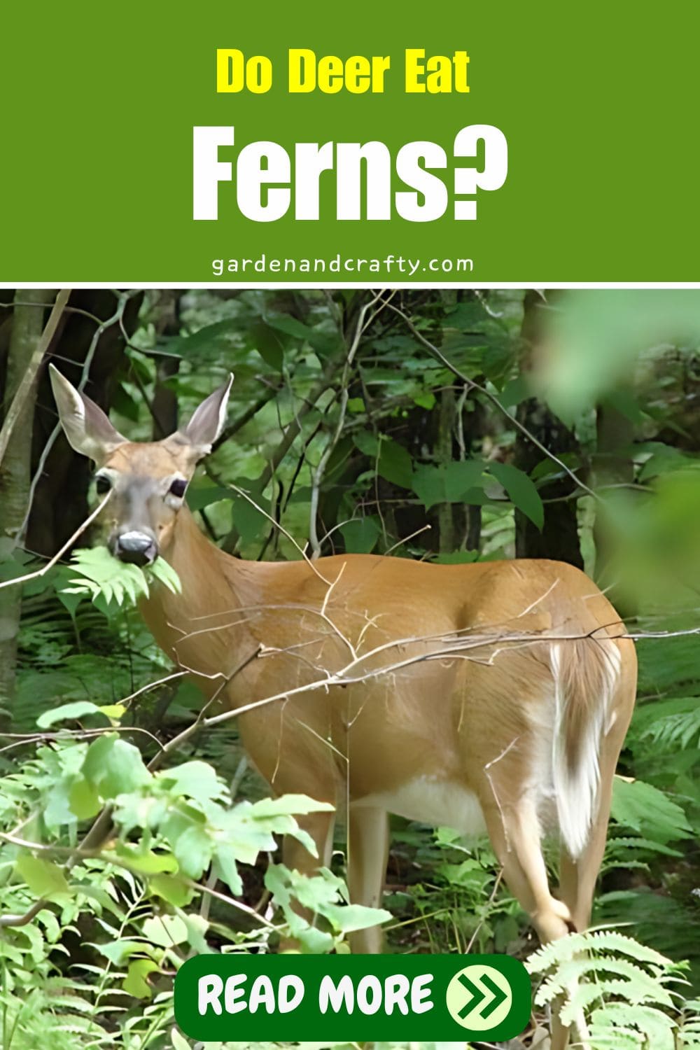 Do Deer Eat Ferns?