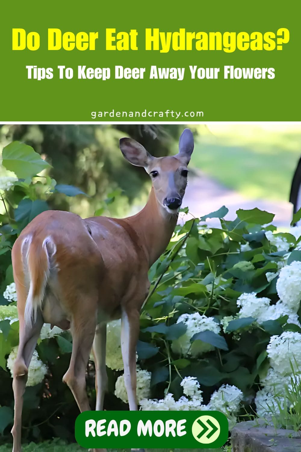 Do Deer Eat Hydrangeas? Tips To Keep Deer Away Your Flowers
