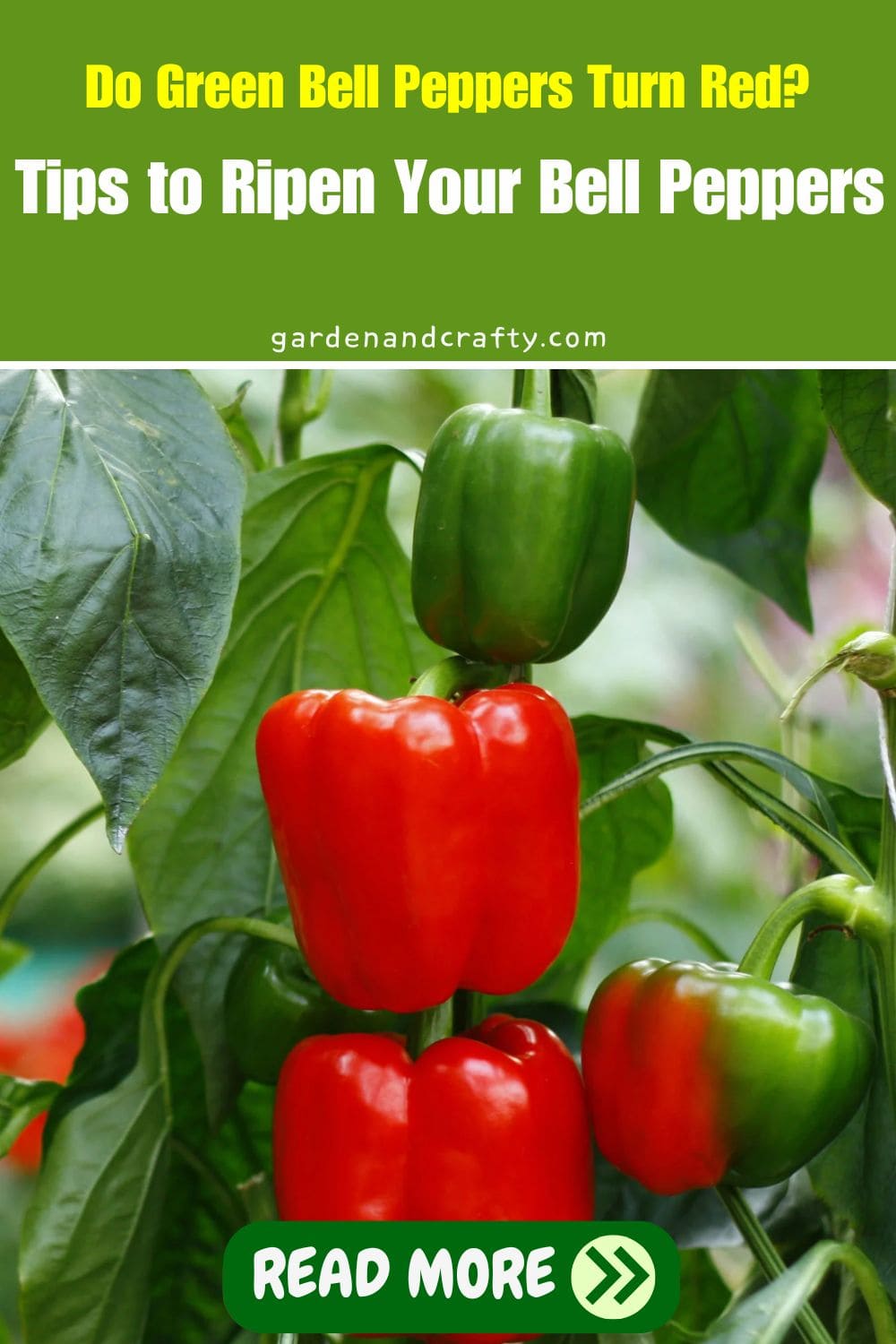 Do Green Bell Peppers Turn Red? Tips to Ripen Your Bell Peppers