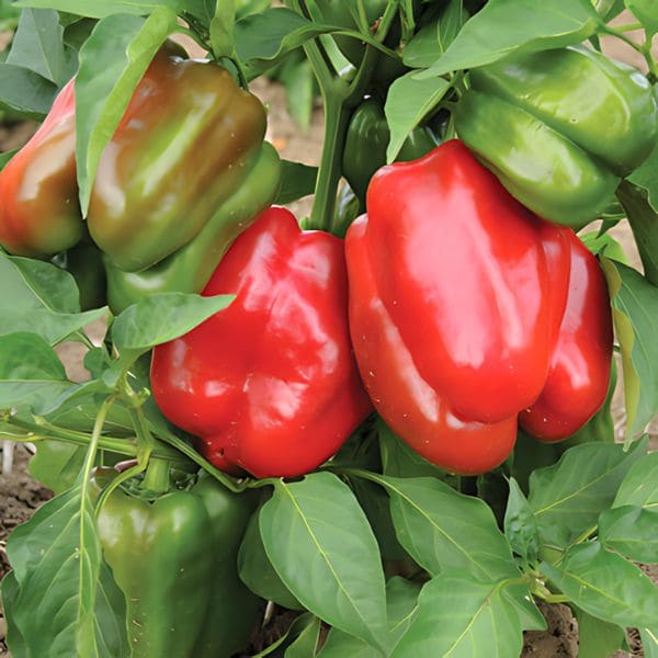 Do Green Bell Peppers Turn Red?