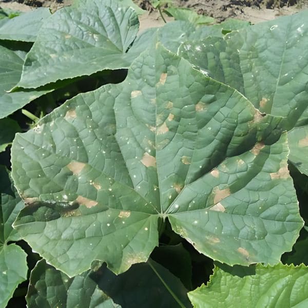 Downy Mildew