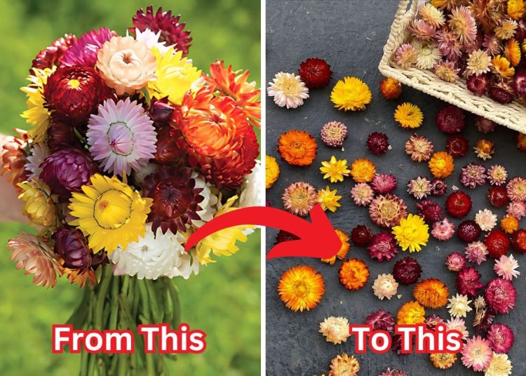 Dried Strawflowers