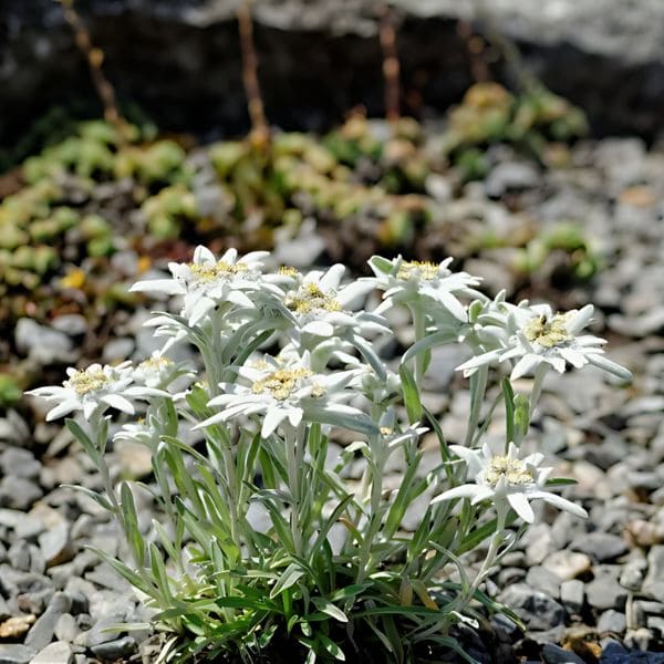 Edelweiss