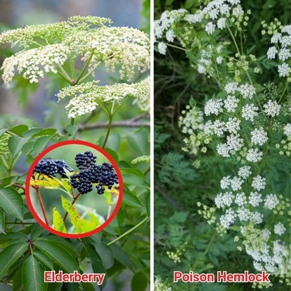 Elderberry