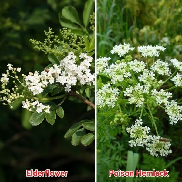 Elderflower