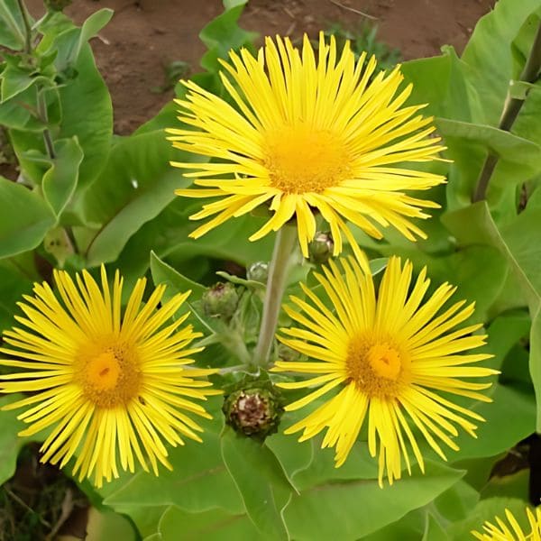 Elecampane