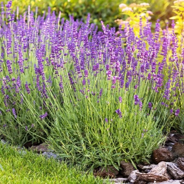 English Lavender