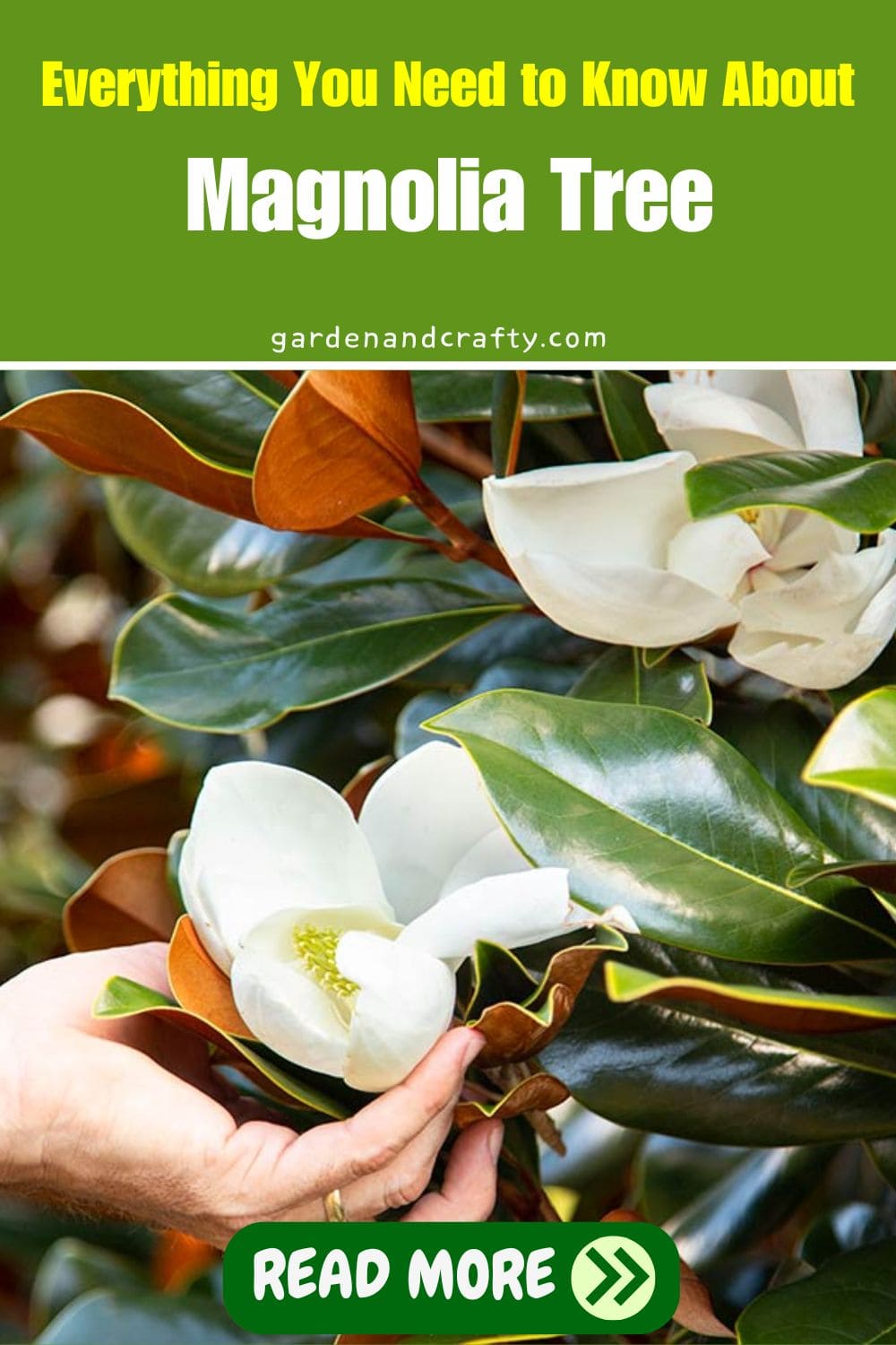 Everything You Need to Know About Magnolia Tree