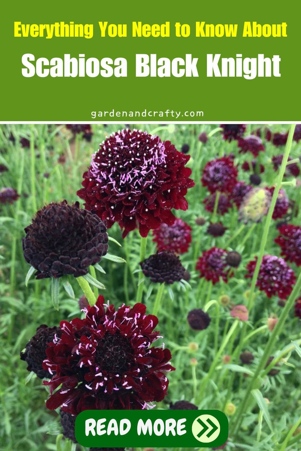 Everything You Need to Know About Scabiosa Black Knight