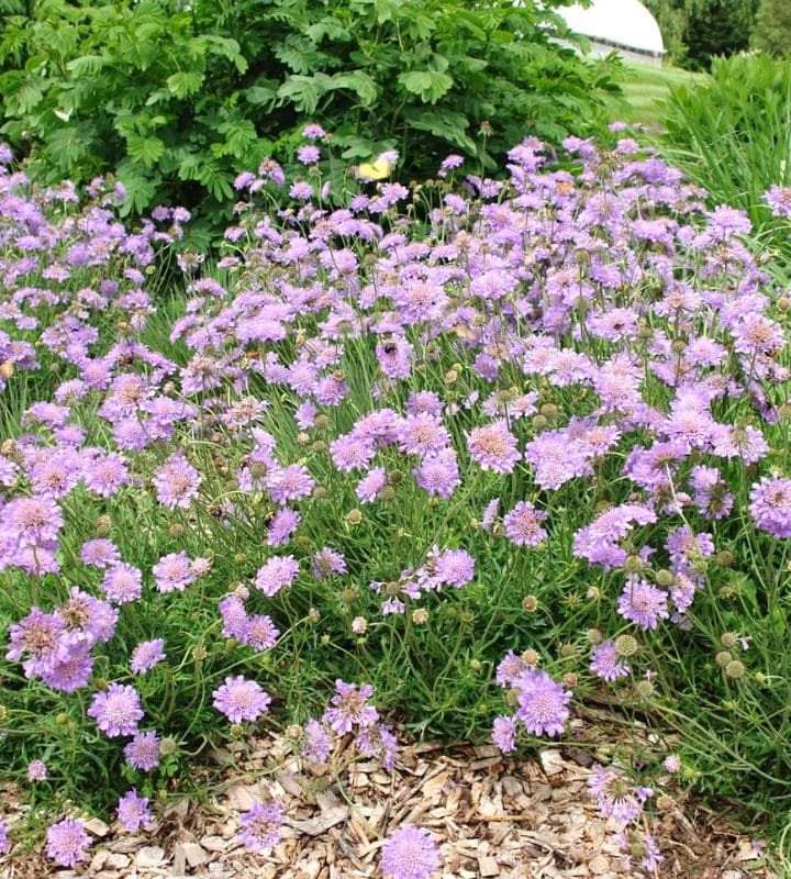 Everything You Need to Know About Scabiosa ‘Butterfly Blue’ (Pincushion