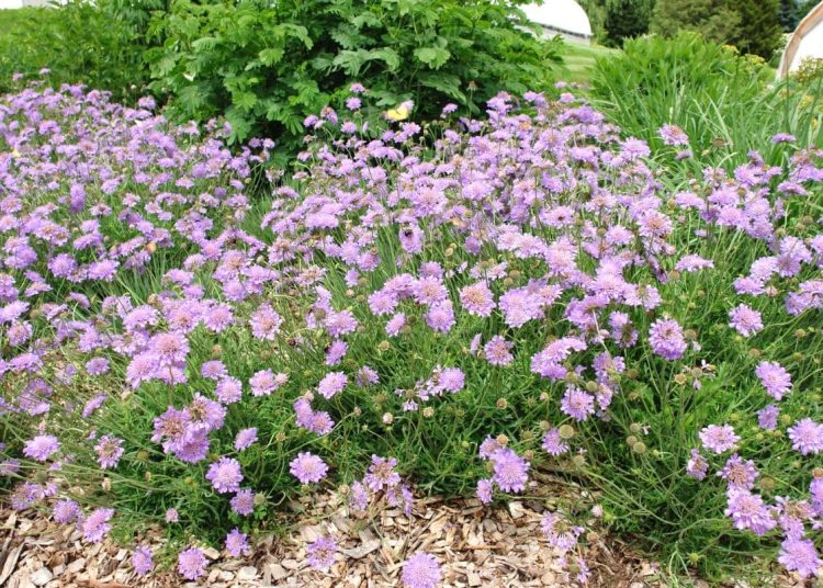 Everything You Need to Know About Scabiosa ‘Butterfly Blue’