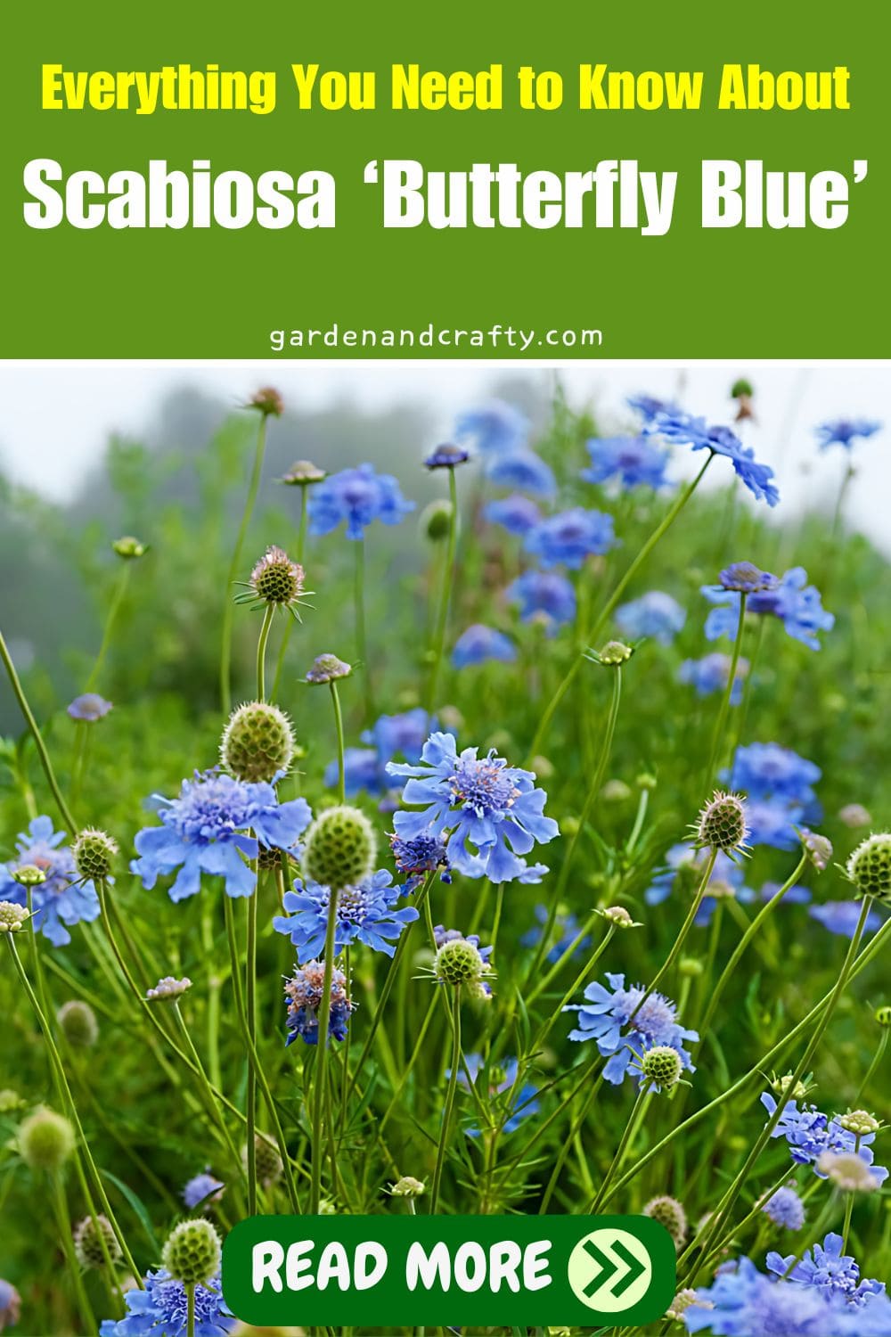 Everything You Need to Know About Scabiosa ‘Butterfly Blue’ (Pincushion Flower)