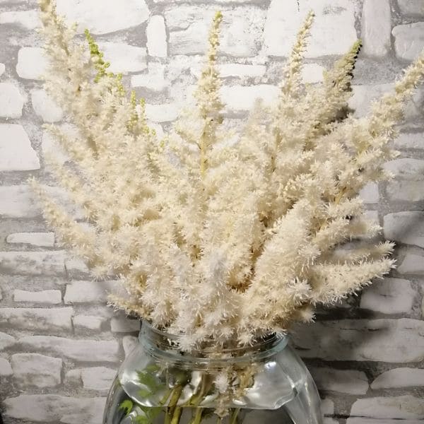 False Spirea in Vase